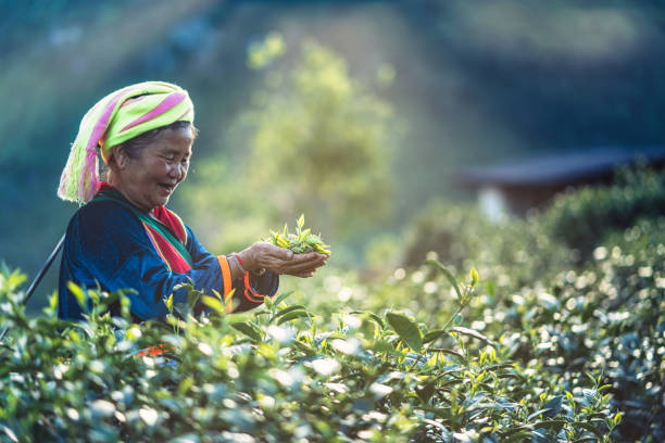 mountain tea plantation, elderly woman picking tea leaves on the mountain - tea crop picking agriculture women imagens e fotografias de stock