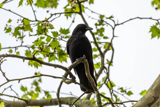 istock crow on a branch in park 1358908914