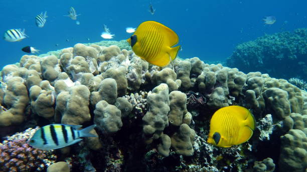 istock Butterfly fish.  Chaetodontidae. Masked Butterfly Fish 1358909200