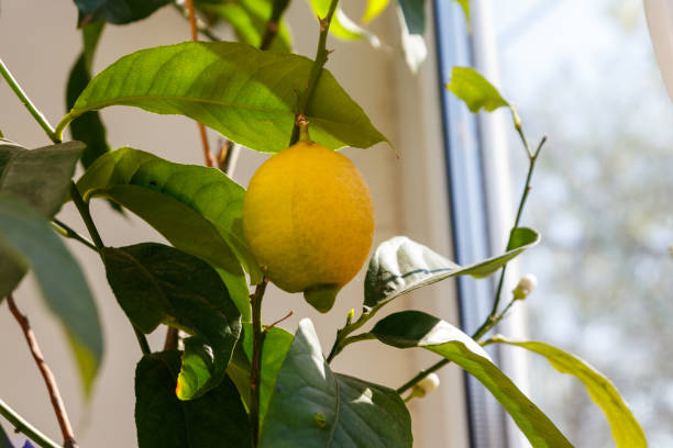istock Lemon tree with ripening fruit on the windowsill in the apartment 1358909222