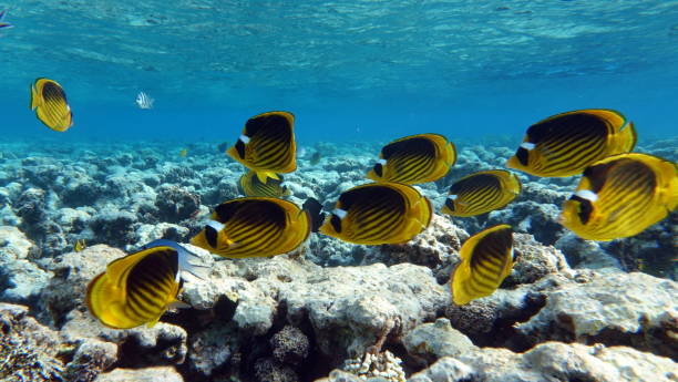 istock Butterfly fish on the Red Sea reef. 1358909231