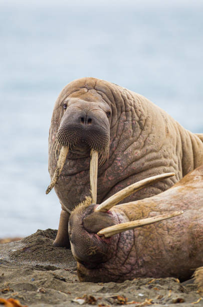 istock Large walrus lying on the beach in the Arctic 1358909259