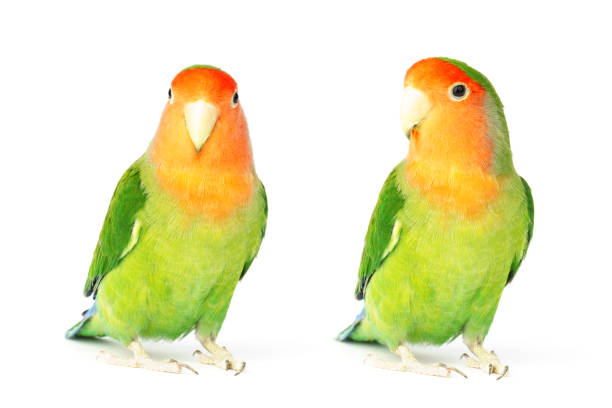 istock two parrots lovebirds isolated on white background. 1358909280