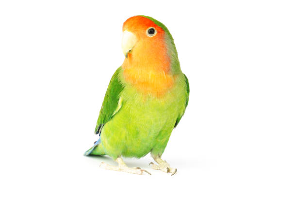 istock parrot lovebird isolated on white background. beautiful bird 1358909343