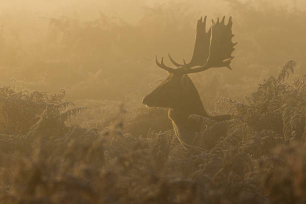 istock Fallow deer silhouette in the bracken at dawn in Bushy Park 1358909385