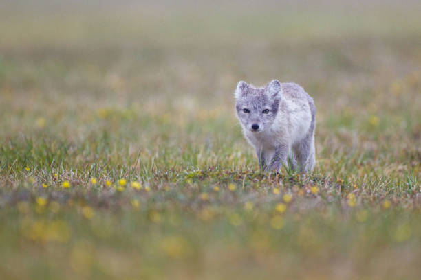 istock Arctic Fox cub running around on the tundra in the Arctic 1358909904