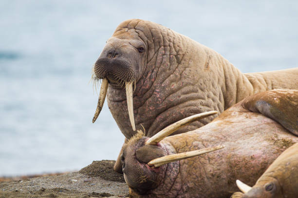 istock Large walrus lying on the beach in the Arctic 1358909909