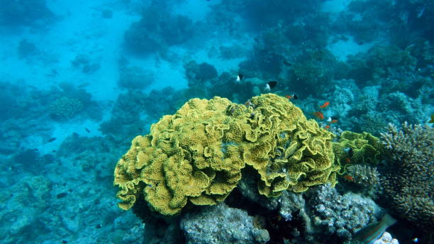 istock Coral gardens in the Red Sea. 1358909933