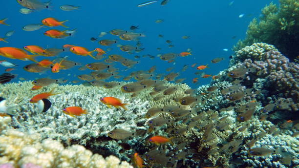 istock Butterfly fish on the Red Sea reef. 1358909979