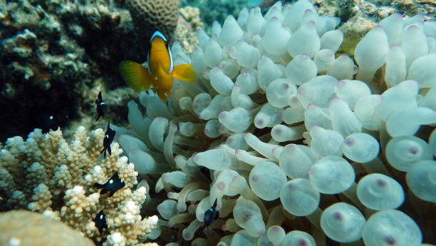 istock Clown fish amphiprion . 1358910271