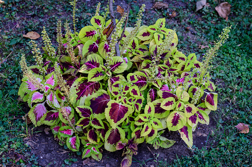 Vivid delicate mixed dark red, yellow and green leaves of Coleus blumei (Plectranthus scutellarioides) plant in a garden pot in direct sunlight