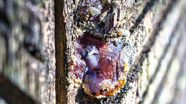 소나무에서 수확 한 나무 수지. 그루브는 나무 껍질에 새겨졌다 - tree resin 뉴스 사진 이미지