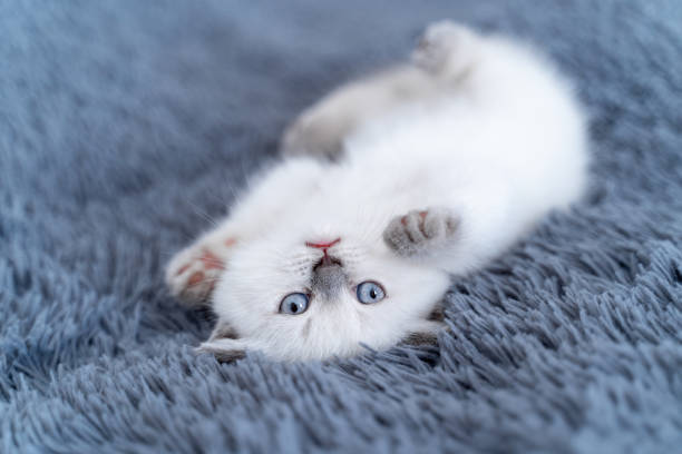 istock White resting cat on sofa. Cute kitten stretching while sleeping on sofa at home. Full length view 1358911505
