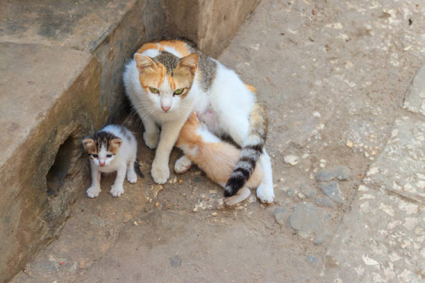 istock Stray cat with two kittens on a city street 1358916080