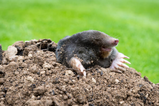 istock Mole peeking from the mole hill in the garden 1358916335