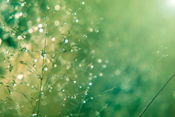 water drops on the stalks of the field grass.natural plant texture in green natural tones. herbal background.beautiful drops on plants.silhouettes of plants. the field after the rain. - drop dew green freshness imagens e fotografias de stock