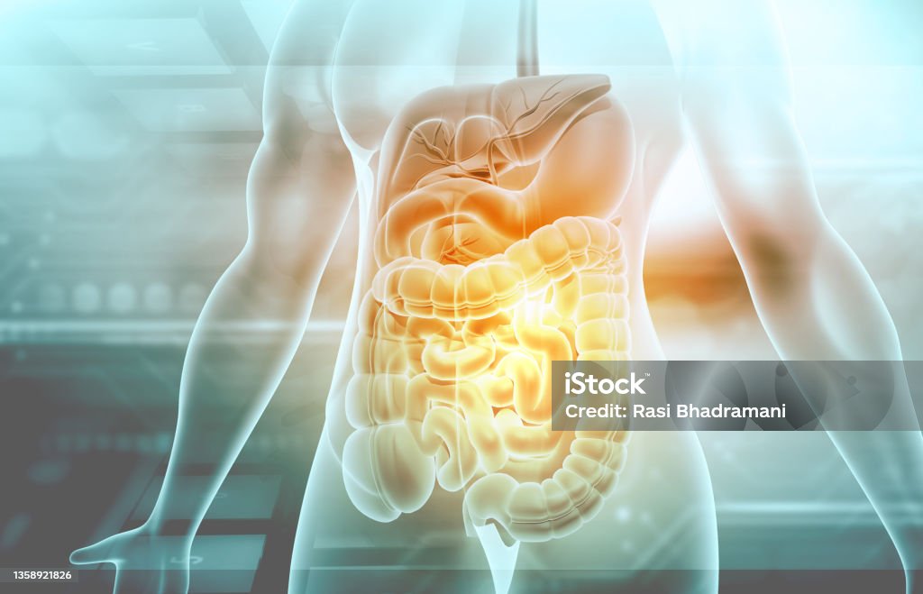 Menschliches Verdauungssystem - Lizenzfrei Darm Stock-Foto Menschliches Verdauungssystem - Lizenzfrei Darm Stock-Foto