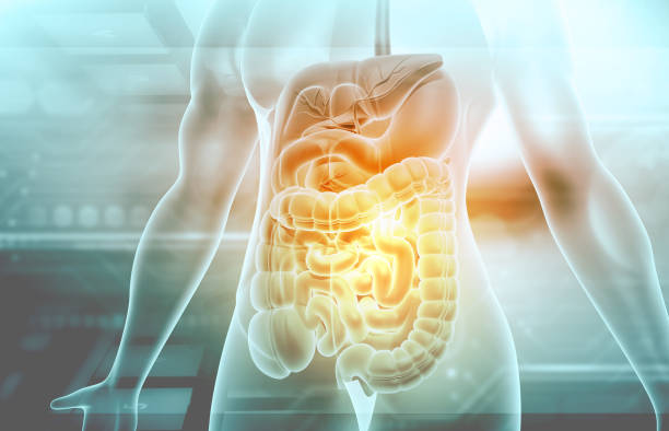 human digestive system - buik stockfoto's en -beelden