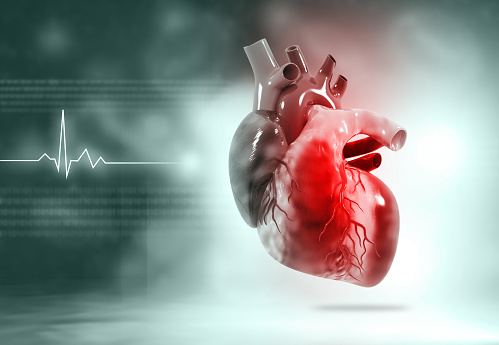 Human heart anatomy on medical background. 3d illustration