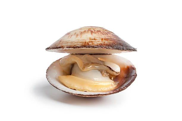 Whole single cooked open Amande de mer Whole single cooked open Dog cockle on white background clam animal stock pictures, royalty-free photos & images