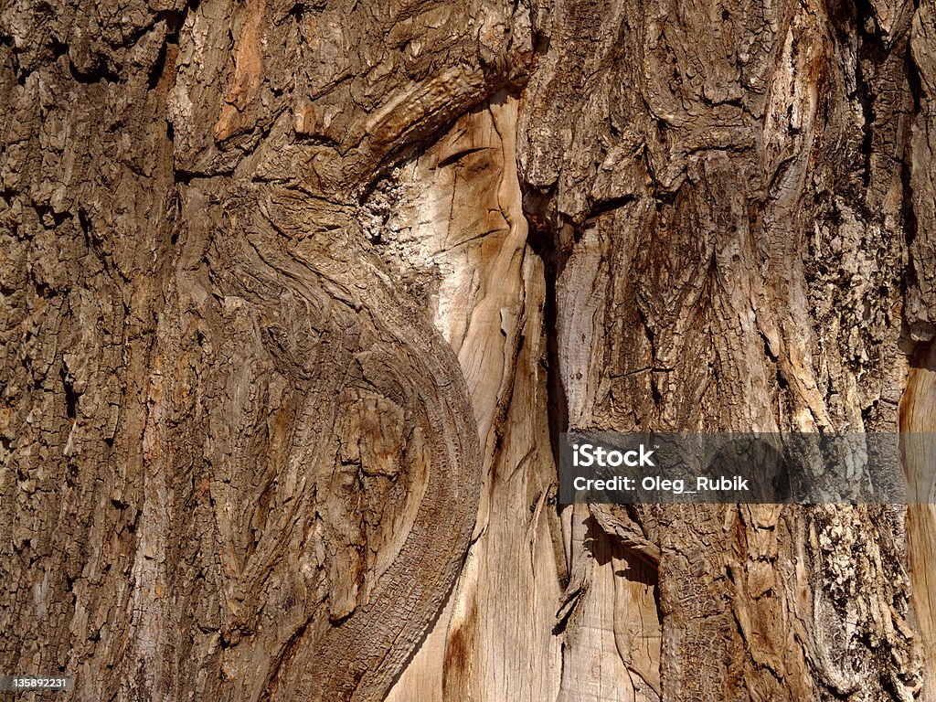 Écorce d'un vieux elm - Photo de Arbre libre de droits