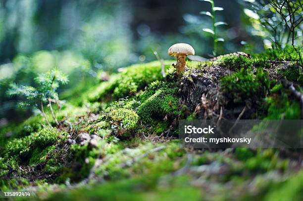 Photo libre de droit de Petit Champignon banque d'images et plus d'images libres de droit de Aliment - Aliment, Aliment cru, Automne