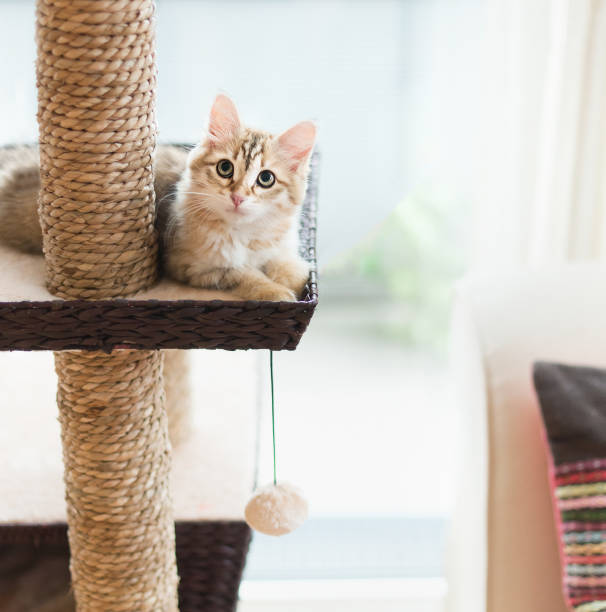 istock Young fluffy funny red kitten lying on cats tree at window background. Purebred Siberian cat 1358924377