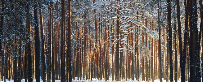 beautiful winter landscape - snowy forest on Christmas eve