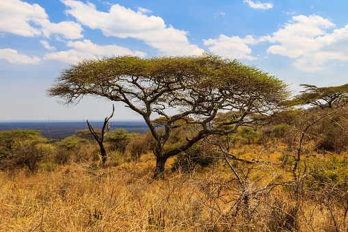 African acacia tree in Serengeti national park in Tanzania