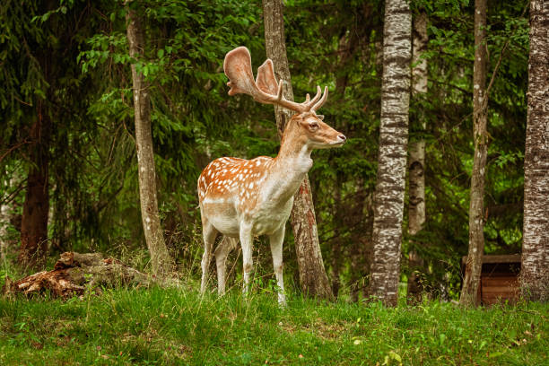 istock Deerw near the forest 1358926753