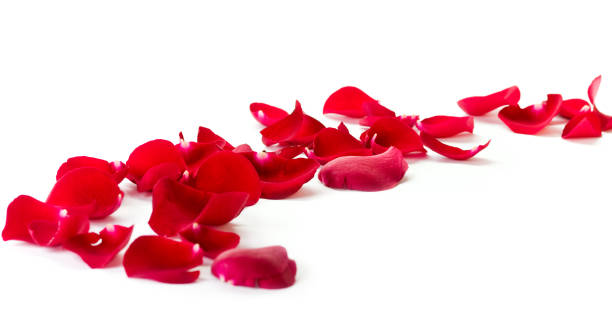 istock Red rose petals on the white 135892700