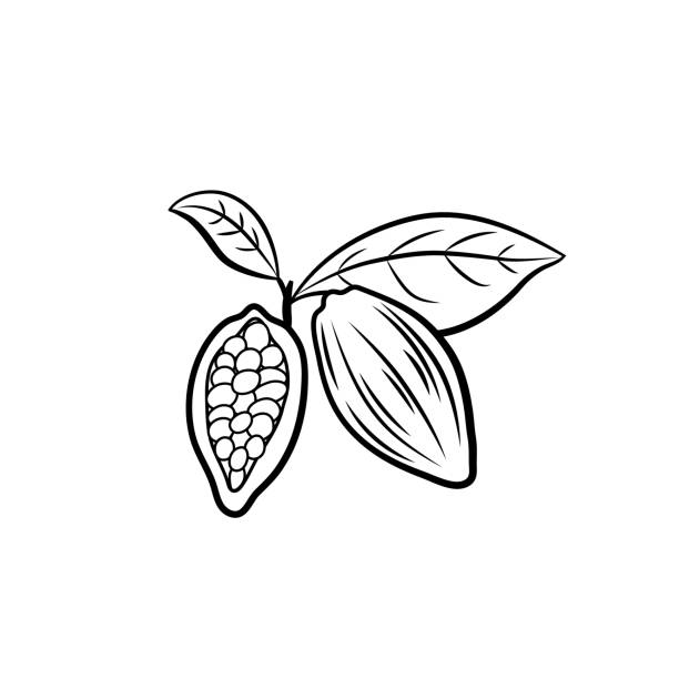ilustraciones, imágenes clip art, dibujos animados e iconos de stock de ilustración vectorial, granos de cacao con hojas, plantilla de icono en blanco y negro aislada. - polvo de cacao