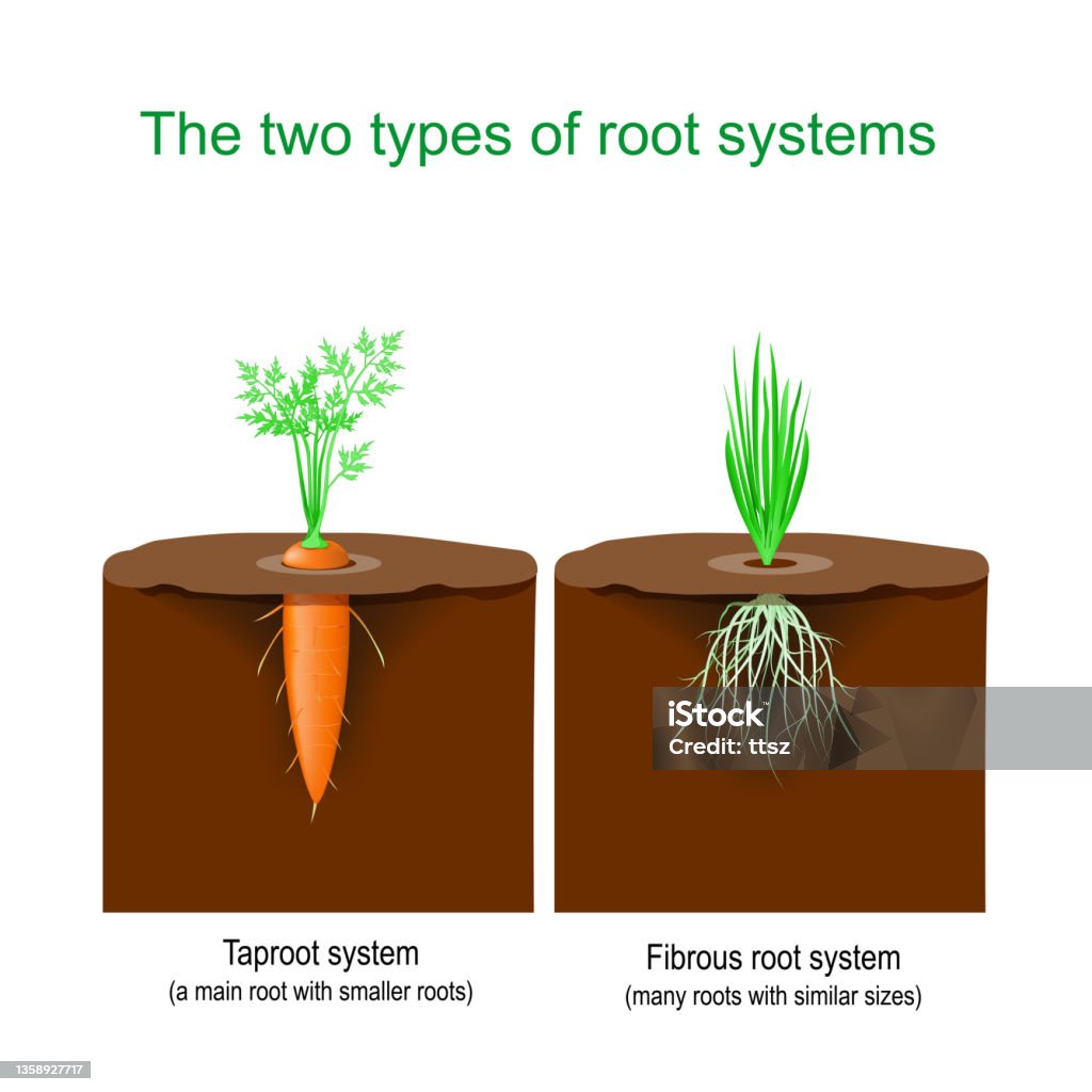 Pivot Roots Taproot System And Fibrous Root System Stock Illustration - Download ...