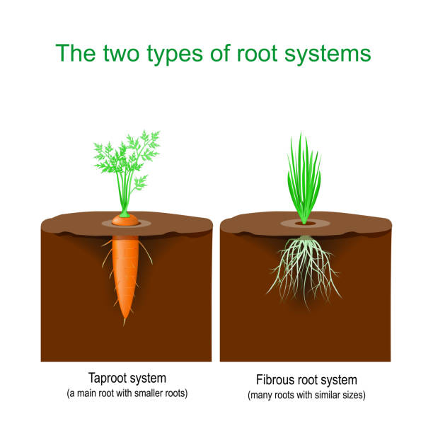 Vector Root System 1,300+ Root System Stock Illustrations, Royalty-Free Vector Graphics ...