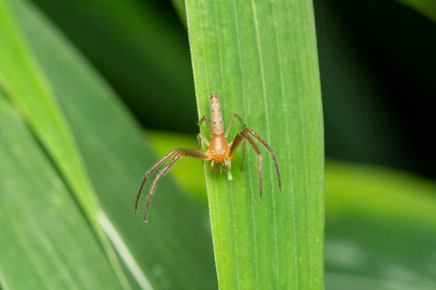 istock Rare crab spider, Monaeses paradoxus, Satara, Maharashtra, India 1358927829