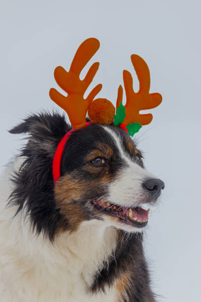 istock Border collie in the snow, dog, 1358928121
