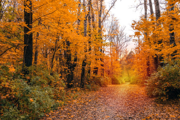 istock nature park with autumn foliage and trees 1358928889