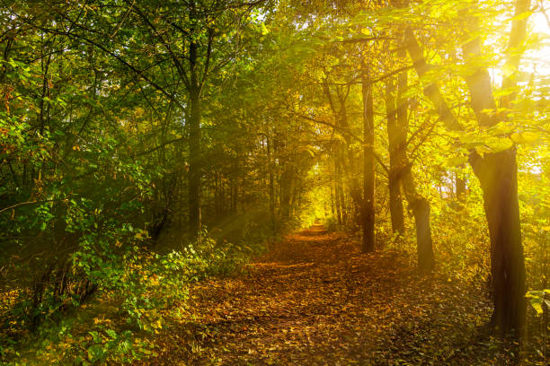istock nature park with autumn foliage and trees 1358928937