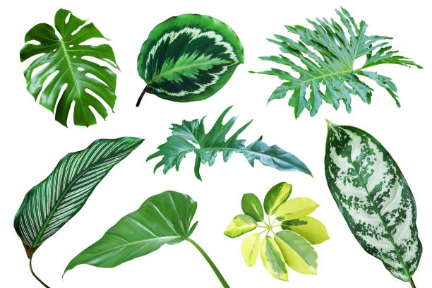 istock Set of Tropical Leaves Isolated on White Background with Clipping Path 1358932955