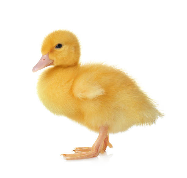 istock Cute fluffy gosling on white background. Farm animal 1358935903
