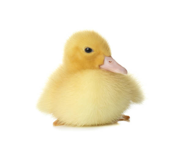 istock Cute fluffy gosling on white background. Farm animal 1358936438