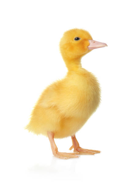 istock Cute fluffy gosling on white background. Farm animal 1358936484