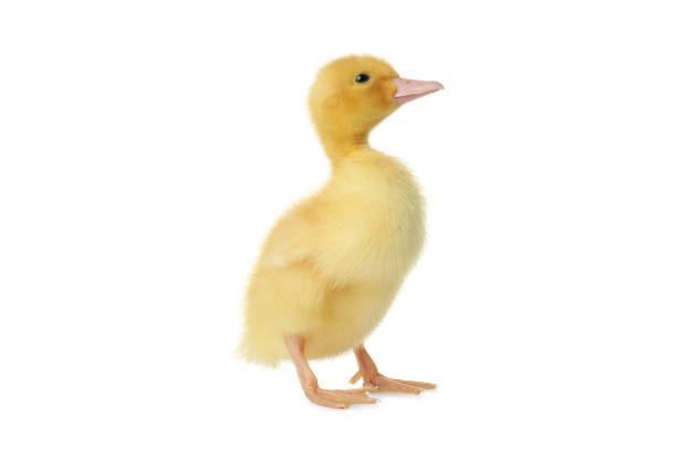 istock Cute fluffy gosling on white background. Farm animal 1358936488