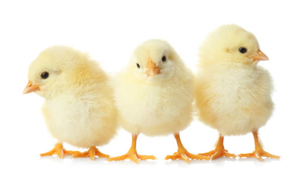 istock Cute fluffy baby chickens on white background. Farm animals 1358936779