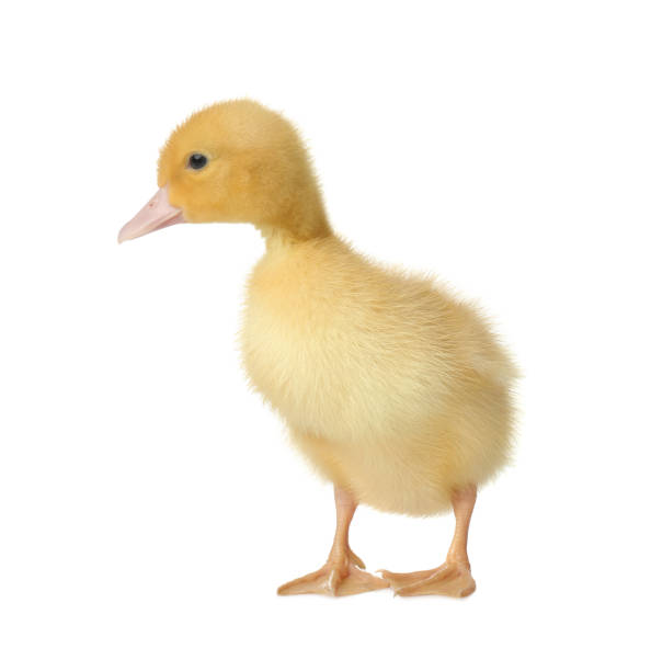 istock Cute fluffy gosling on white background. Farm animal 1358937020