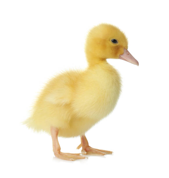 istock Cute fluffy gosling on white background. Farm animal 1358937041