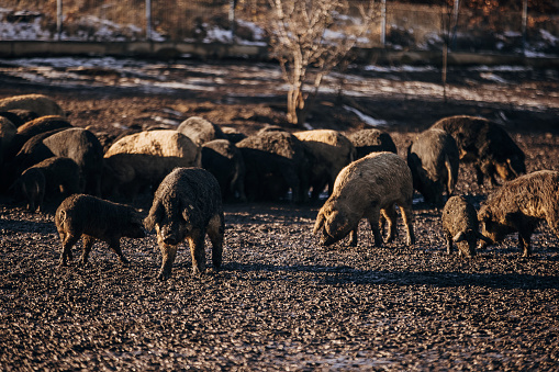 A large group of Mangalica pigs on the open farm in Serbia