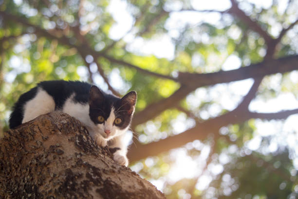 The cute kitten is stuck on the tree, waiting for help from the rescue team. The little cat on the branches and the concept of caring for pets.