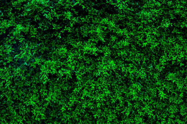 istock tropical leaves, abstract green leaves texture, nature background 1358944004