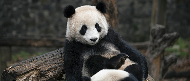 Chengdu Panda